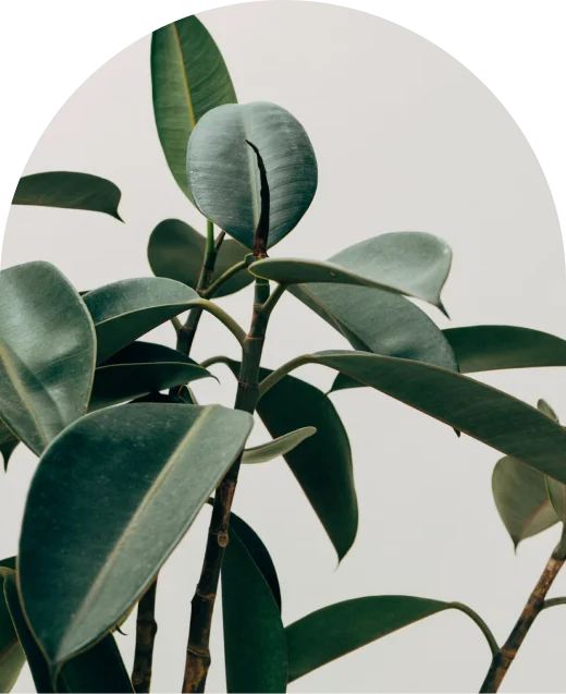 Rubber plant leaves against a pale wall